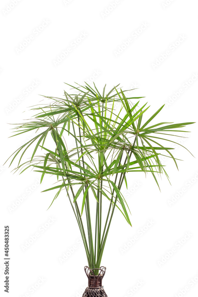 Obraz premium green leaves isolated. split leaf green leaves isolated on white background. green palm leaf branches on white background.