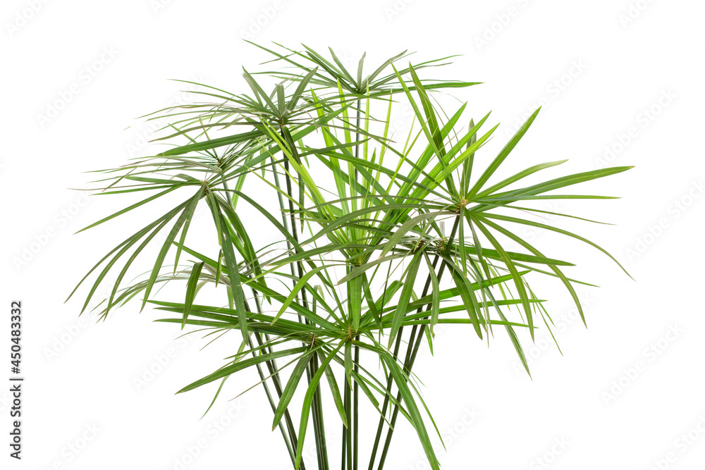 green leaves isolated. split leaf green leaves isolated on white background. green palm leaf branches on white background. green leaves isolated. split leaf green leaves isolated on white background. green palm leaf branches on white background.