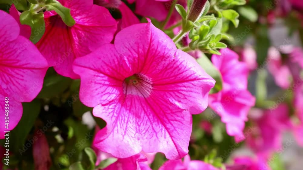 Pink Petunia moves in the wind. Flower. Plant. Pink Petunia moves in the wind. Flower. Plant.