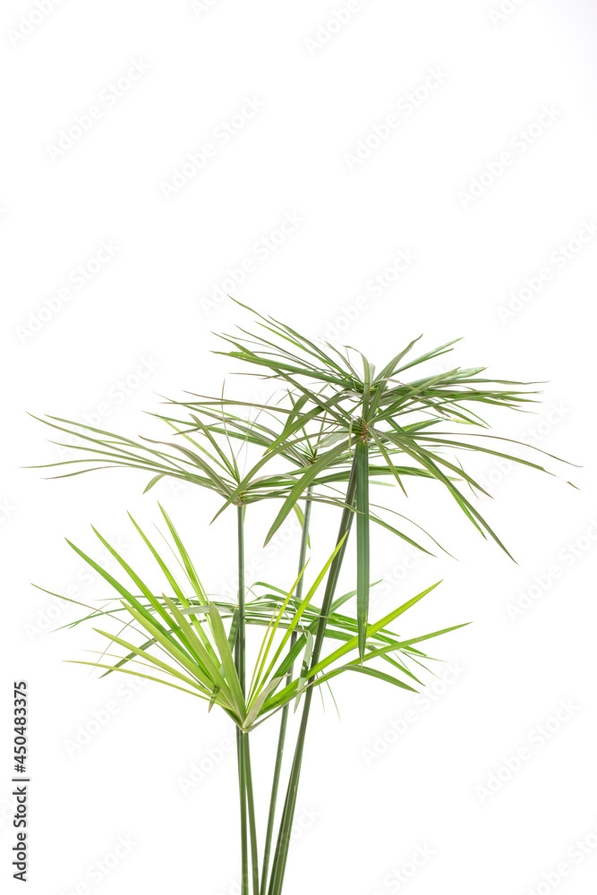 Obraz premium green leaves isolated. split leaf green leaves isolated on white background. green palm leaf branches on white background.