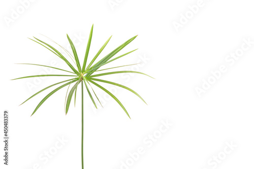 green leaves isolated. split leaf green leaves isolated on white background. green palm leaf branches on white background.