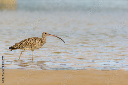 Endangered eastern curlew (Numenius madagascariensis) wading on the edge of a creek. Hastings Point, NSW, Australia photo