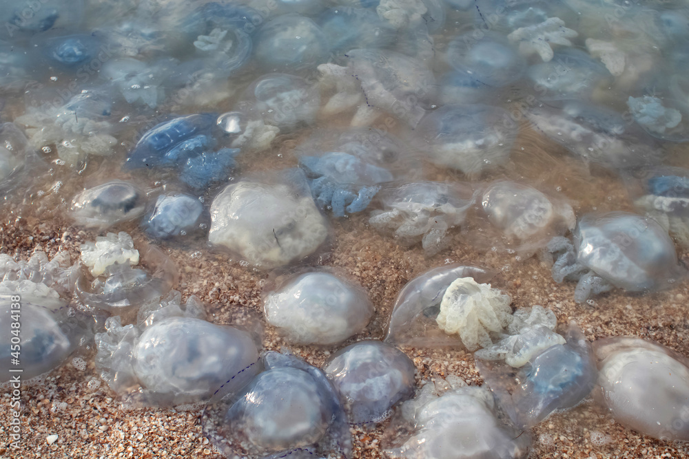 Close-up of cornerot and aurelia jellyfish on the sandy shore and in the water. Ecological catastrophe. Threat to humans. The invasion of jellyfish in the sea. Rhizostoma pulmo and Aurelia aurita Close-up of cornerot and aurelia jellyfish on the sandy shore and in the water. Ecological catastrophe. Threat to humans. The invasion of jellyfish in the sea. Rhizostoma pulmo and Aurelia aurita