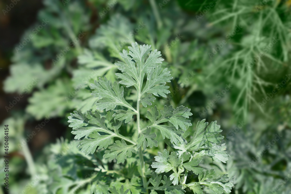 Common wormwood Common wormwood