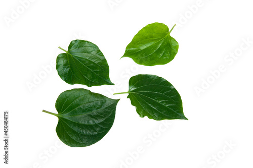 Piper sarmentosum leaves isolated on white background.Chaplo leaves © Suradech