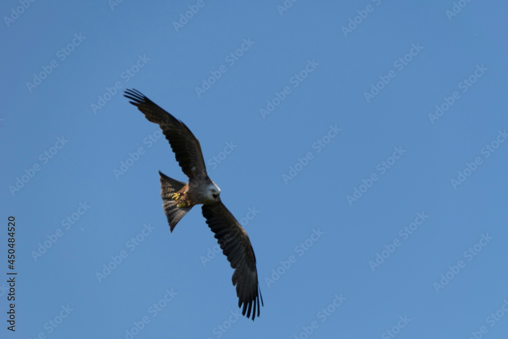 osprey in flight osprey in flight