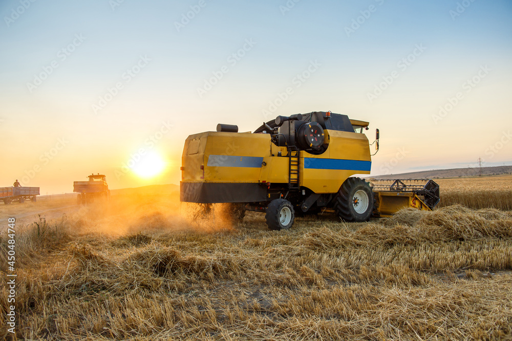 Combine harvester and tractors in wheat field. Wheat harvest at sunset. Combine harvester and tractors in wheat field. Wheat harvest at sunset.