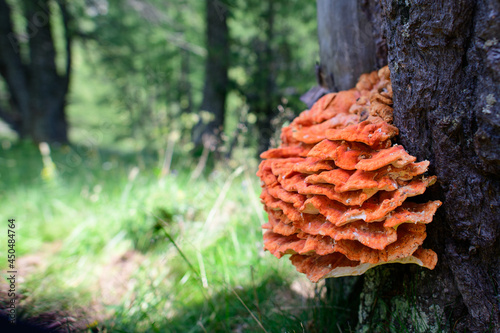 Ganoderma. Specimen of orange mushroom on tree in the mountains