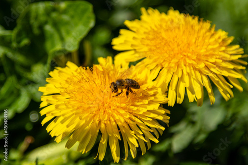 beautiful yellow dandelions with a bee