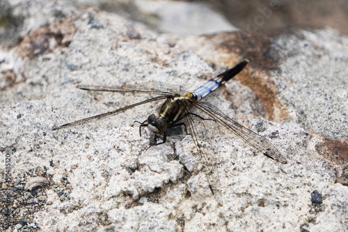 Orthetrum albistylum speciosum standing on a stone photo