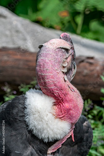 Andean Сondor (Vultur gryphus)