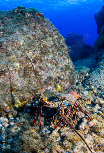 Picture shows a lobster underwater