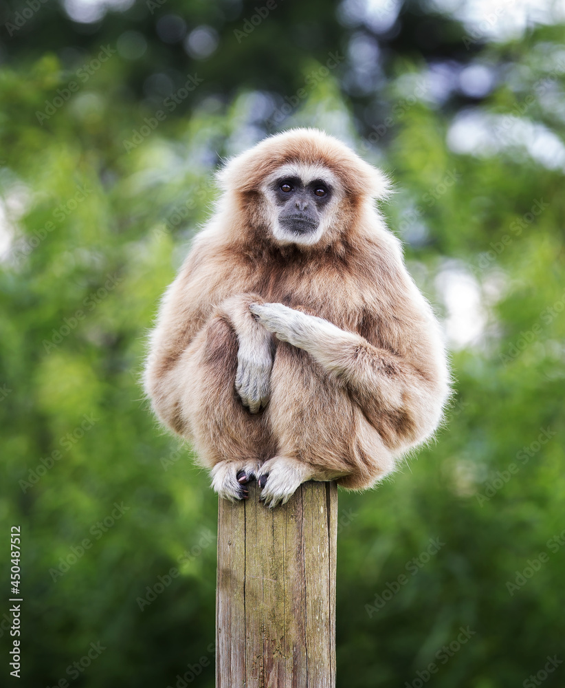 Obraz premium Sad looking Lar Gibbon sitting on a post