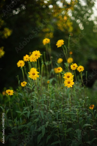 Tall yellow flowers grow in the evening garden