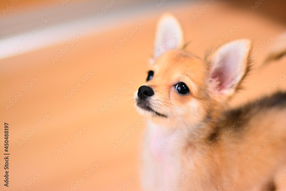 犬 DOG 犬 DOG
