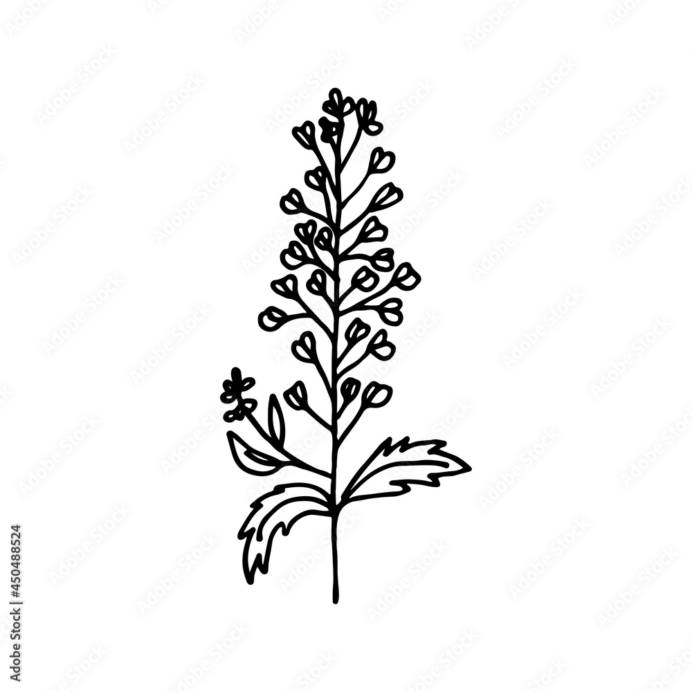 Floral doodle shepherd's purse. Wild meadow plant. Hand drawn illustration. Floral doodle shepherd's purse. Wild meadow plant. Hand drawn illustration.