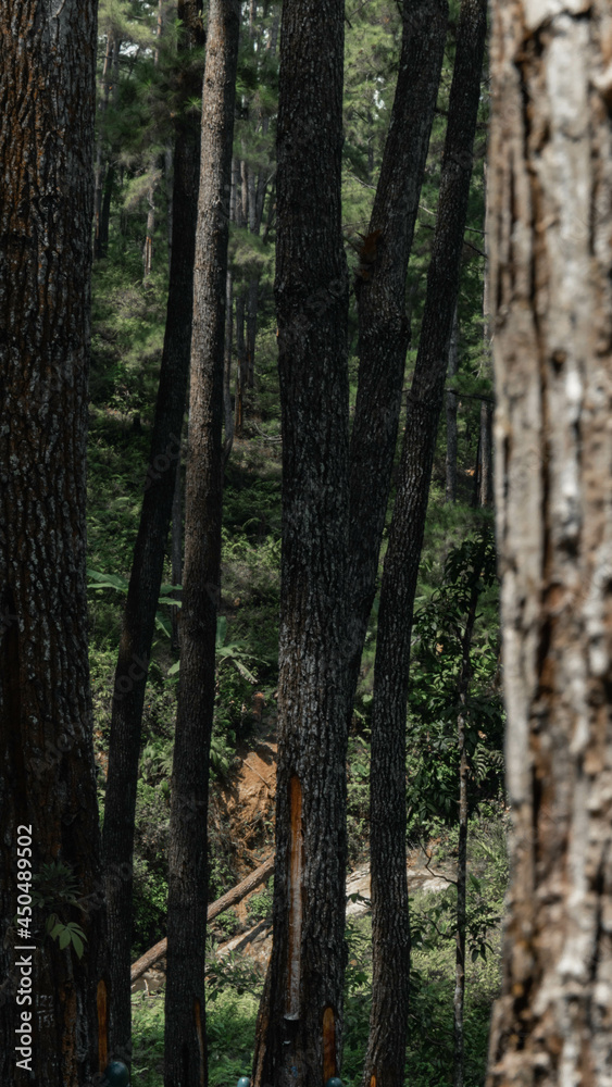 Woods everywhere Woods everywhere