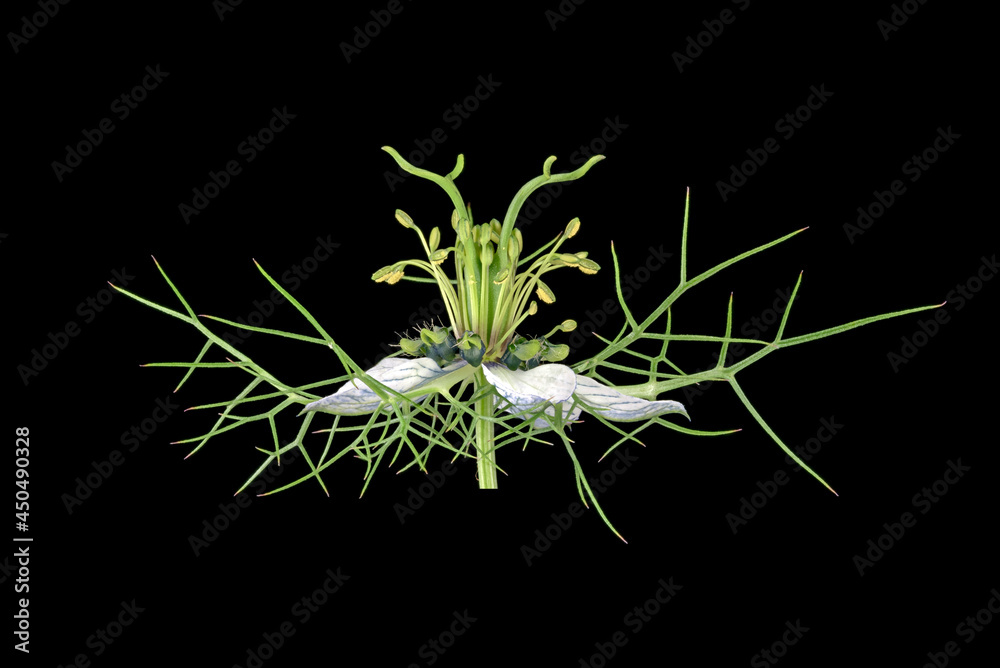 Jungfer im Grünen (Nigella damascena), Blüte, Blatt, Mittelmeerraum, Deutschland Jungfer im Grünen (Nigella damascena), Blüte, Blatt, Mittelmeerraum, Deutschland