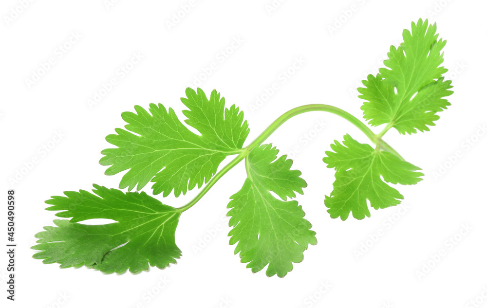 Aromatic fresh green cilantro isolated on white Aromatic fresh green cilantro isolated on white