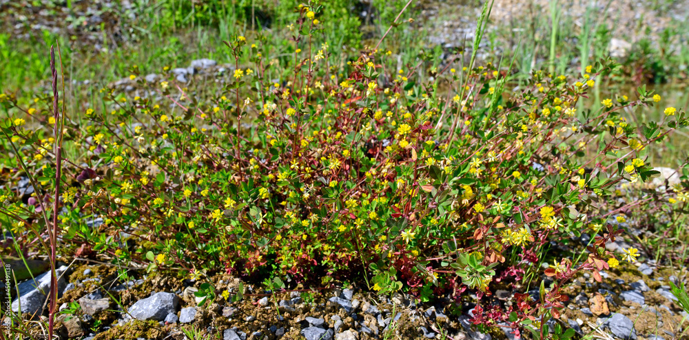 Fototapeta premium Hop clover // Hopfenklee (Medicago lupulina)