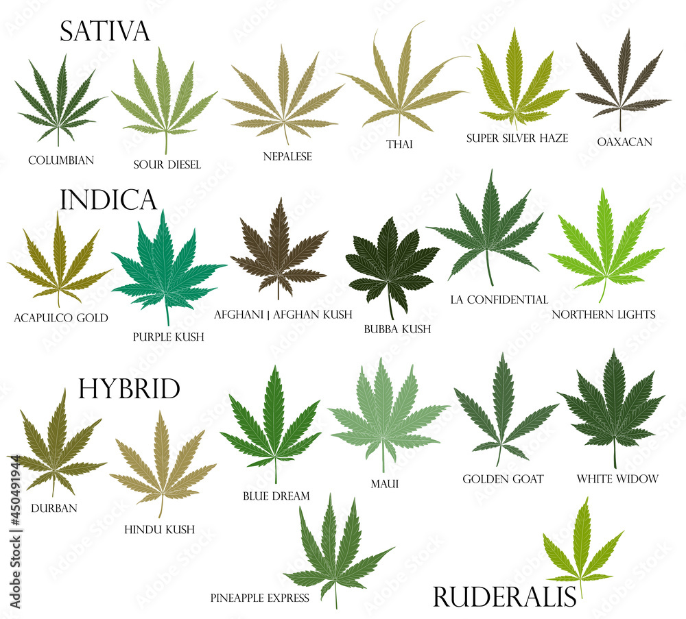 Types of weed. Sativa, Indica, Hybrid and Ruderalis cannabis leaves in black outline for use in medicine and cosmetology.