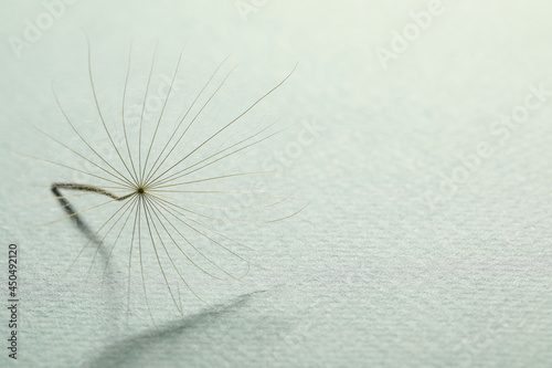 Seed of dandelion flower on light background  closeup. Space for text