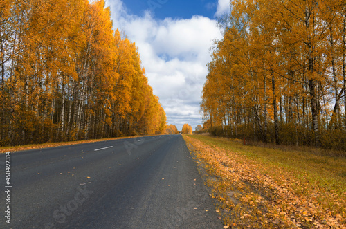 Beautiful landscape with a highway between birch trees in the Indian summer