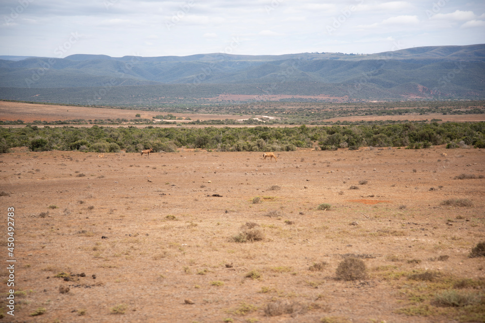 view of the desert view of the desert