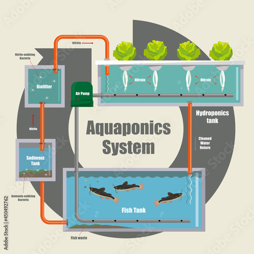 Illustrative diagram of how the Aquaponics system work