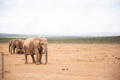 elephant in the sand