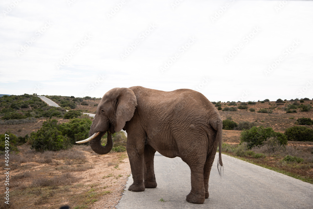 Obraz premium elephant