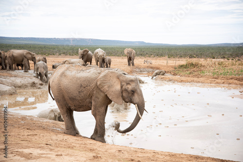 Photography elephants in the water
