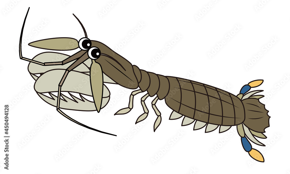 シャコ キャラクター イラスト Oratosquilla Oratoria Hoplocarida Character Illustration Stock Illustration Adobe Stock