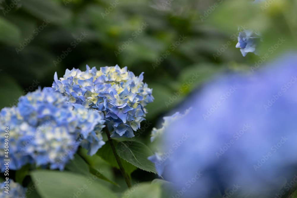 初夏のあじさいの花　千葉県多古町　日本