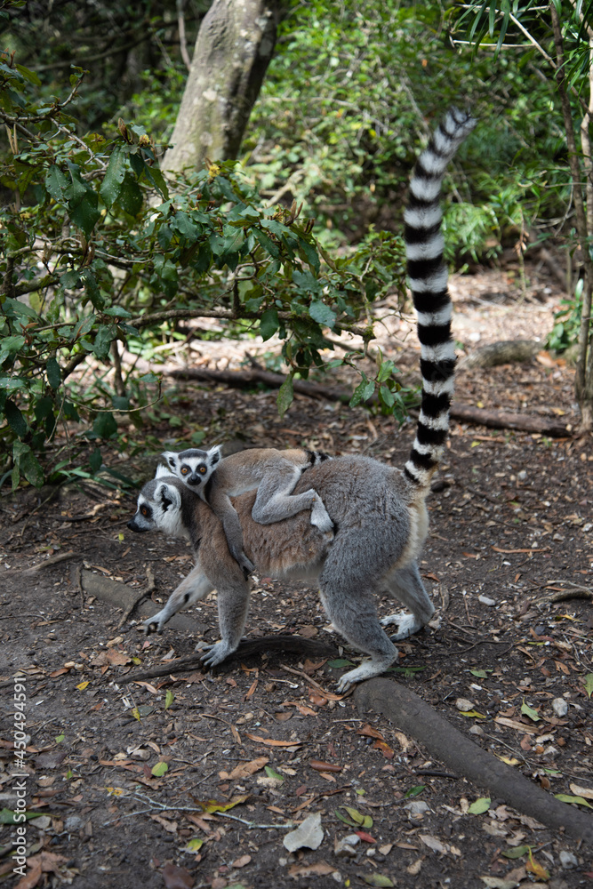 Obraz premium ring tailed lemur