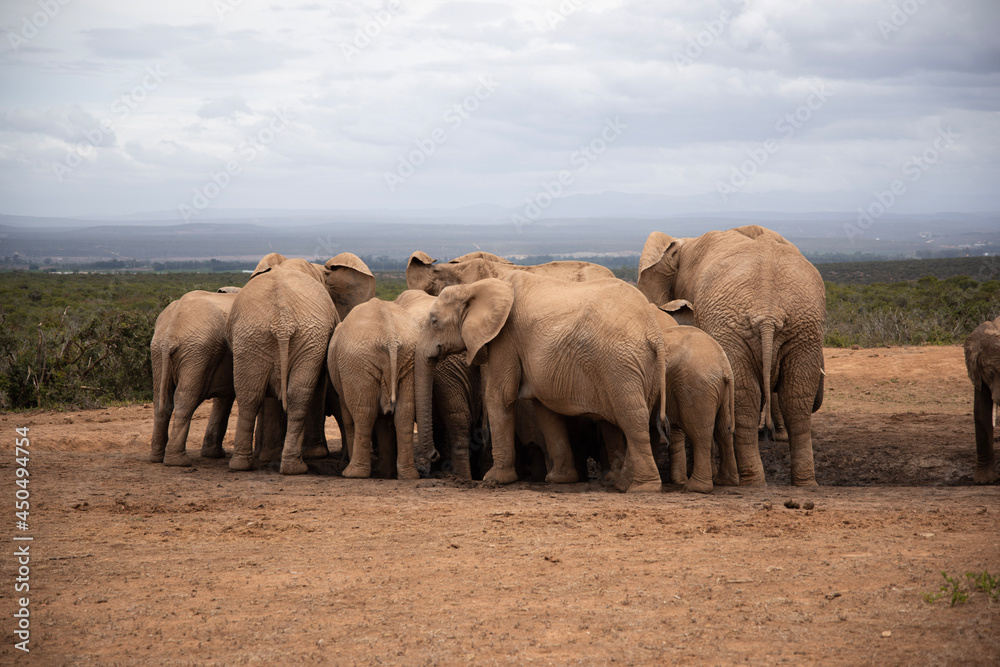 Fototapeta premium elephants in the savannah