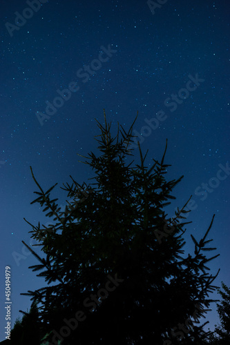 Fir tree against the stars on night sky