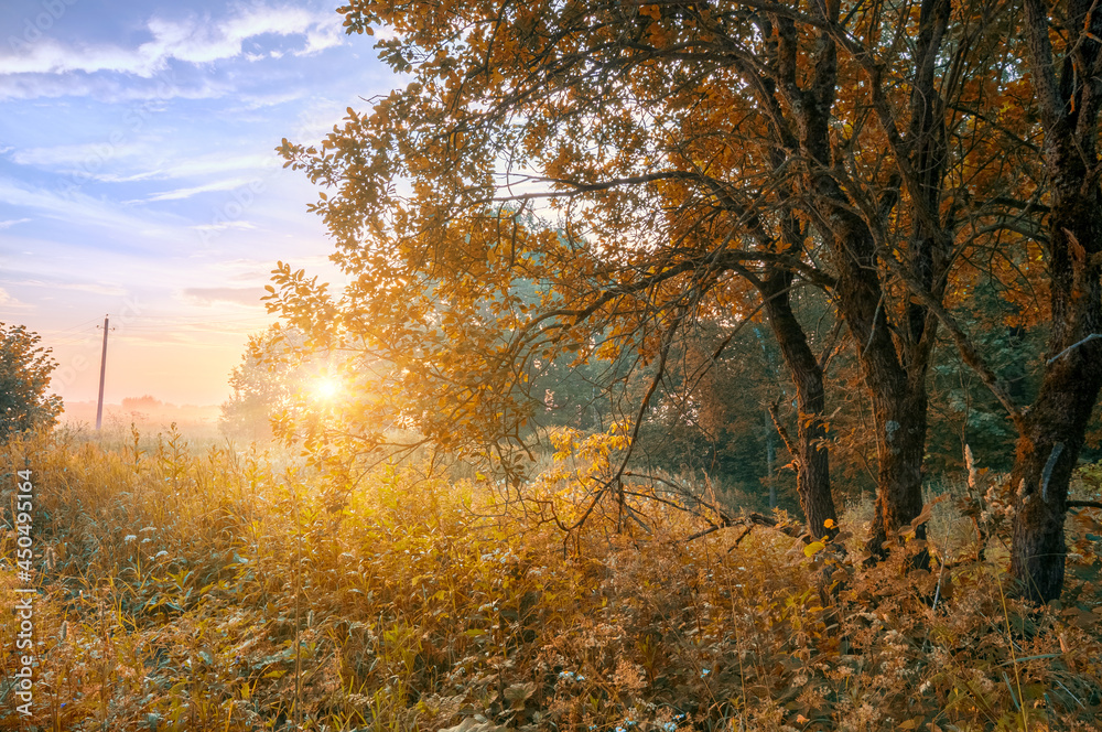 Early morning forest at sunsrise with fog in autumn Early morning forest at sunsrise with fog in autumn