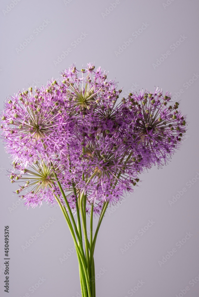 Obraz premium bouquet of purple flowers on a gray background, minimalistic