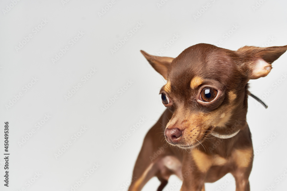 dog pet puppy grooming isolated background