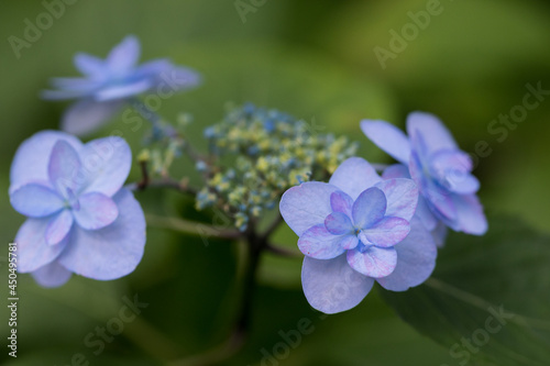 Wallpaper Mural 初夏のあじさいの花　千葉県多古町　日本 Torontodigital.ca