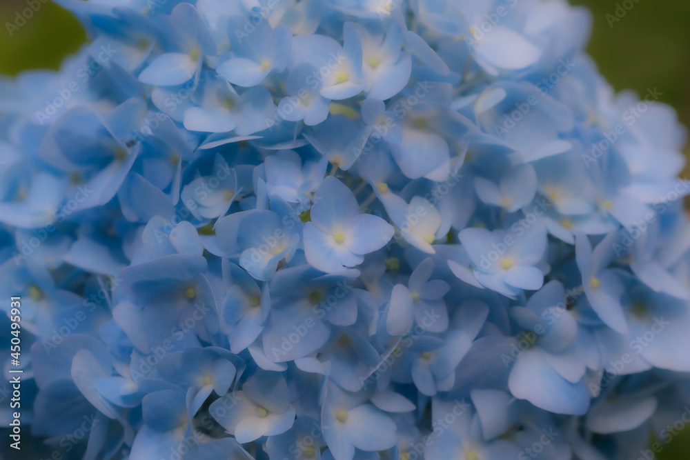 初夏のあじさいの花 千葉県多古町 日本 初夏のあじさいの花 千葉県多古町 日本