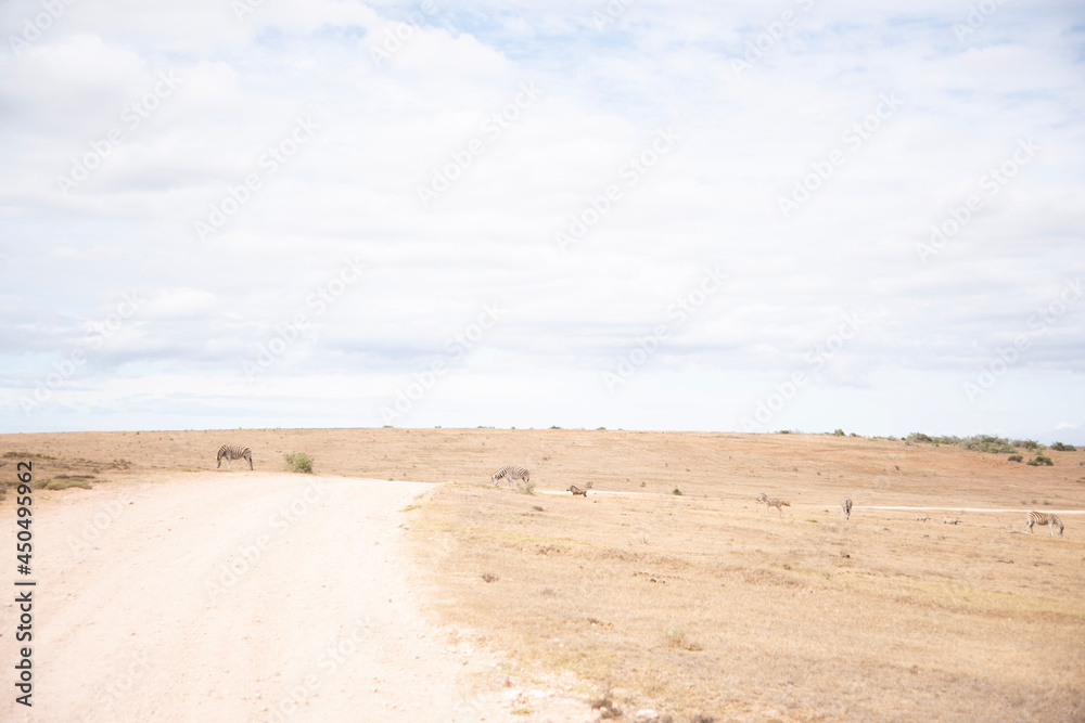 landscape in the desert