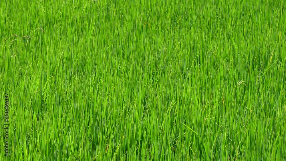 Green rice in the fields