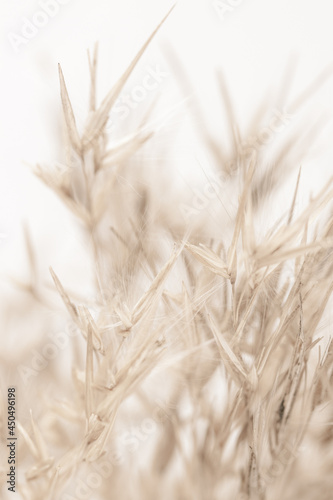 Dry brown gold soft mist effect color reed grass heads in light background macro vertical