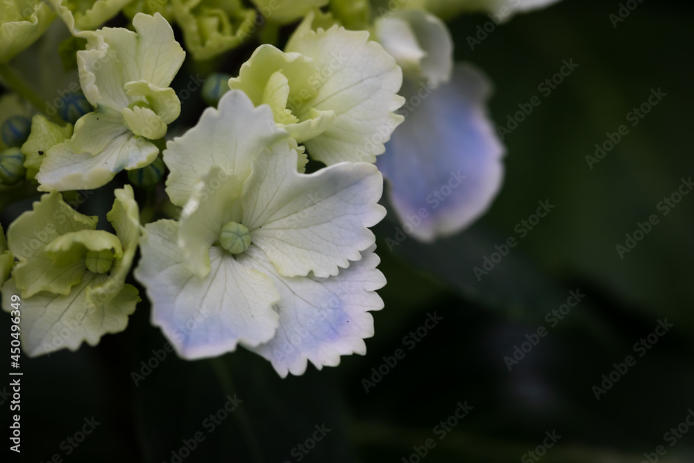 初夏のあじさいの花 千葉県多古町 日本 初夏のあじさいの花 千葉県多古町 日本