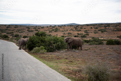 Photography elephants in the wild