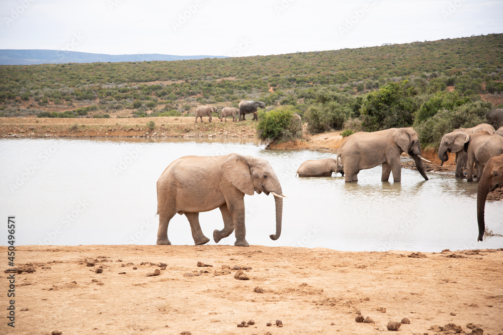 herd of elephants herd of elephants