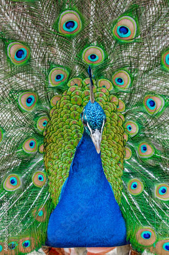 Common Peacock (Pavo cristatus) in park