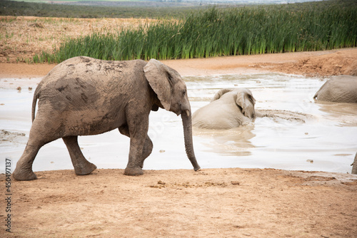 Canvas Print elephants in the river